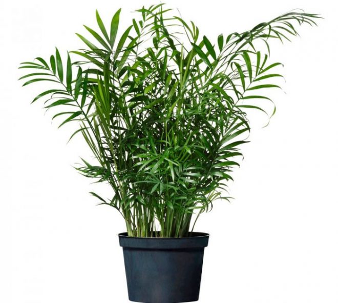 Растение хамедорея в виде пальмы